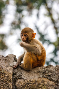 Monkey sitting on rock