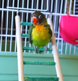 Close-up of parrot perching in cage