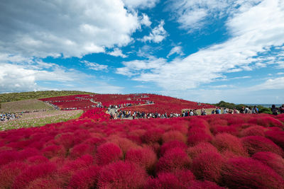 Red flowers growing on field by building against sky