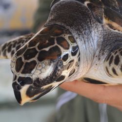 Cropped image of person holding turtle at zoo