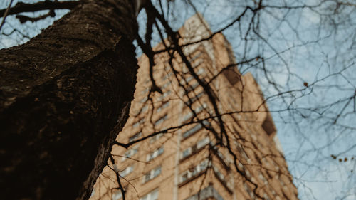 Low angle view of bare tree against sky