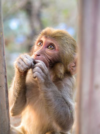 Close-up of monkey sitting in cage