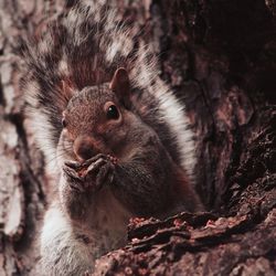 Close-up of squirrel on tree