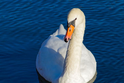 Close-up of swan swimming in water