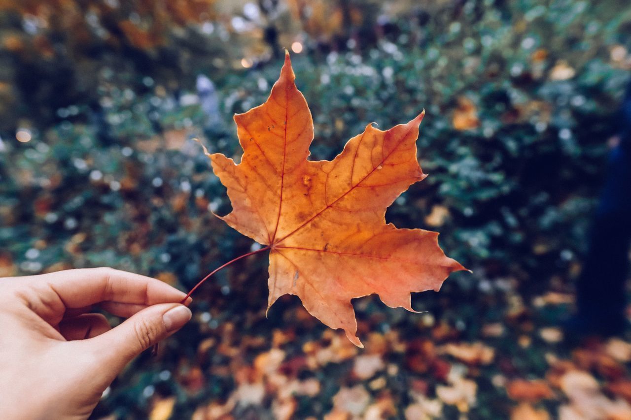 CLOSE-UP OF PERSON HOLDING MAPLE LEAVES