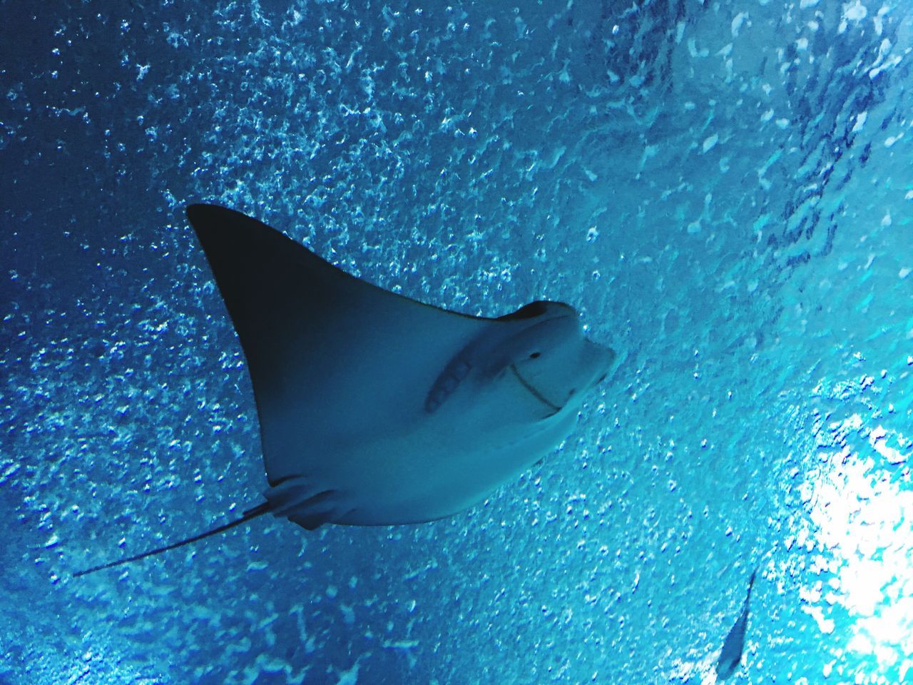 blue, one animal, animals in the wild, animal themes, sea, undersea, sea life, animal wildlife, swimming, nature, underwater, no people, beauty in nature, dolphin, close-up, stingray, water, outdoors, day