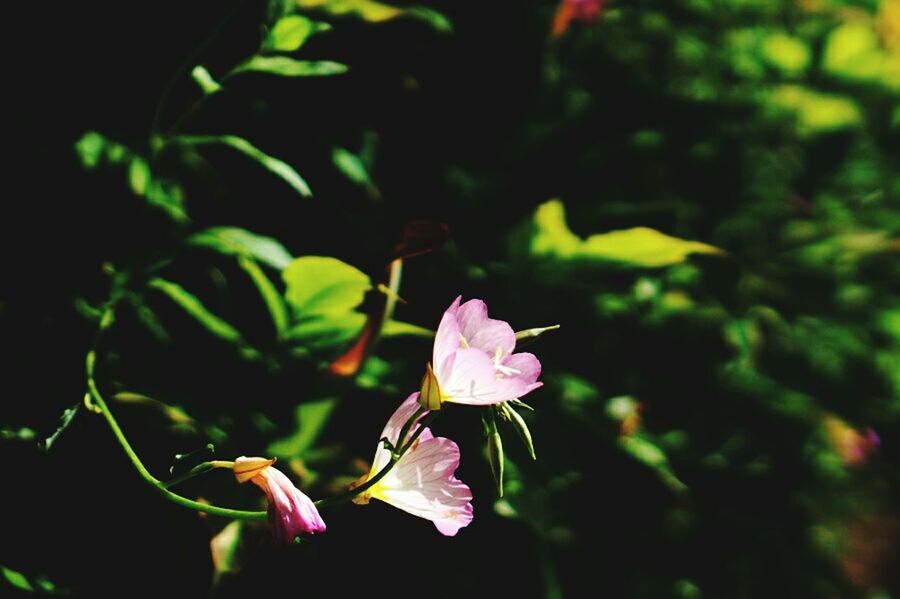 flower, growth, petal, freshness, fragility, pink color, beauty in nature, nature, close-up, focus on foreground, flower head, blooming, plant, leaf, in bloom, blossom, bud, selective focus, park - man made space, stem