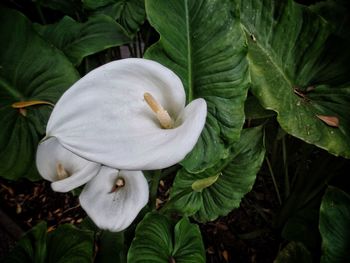 High angle view of white flowering plant