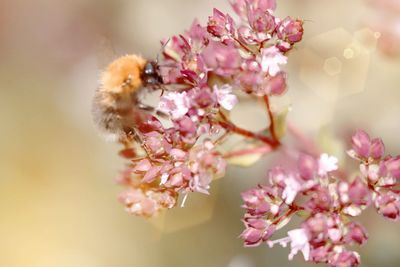 Close-up of bumblebee on a blossom