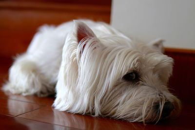 Close-up of west highland white terrier relaxing on hardwood floor