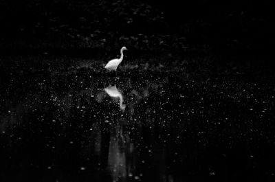 Close-up of swan flying over water