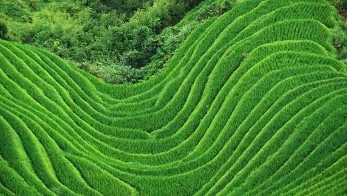 High angle view of terraced field