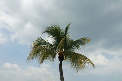 palm tree
