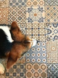 High angle view of dog on tiled floor