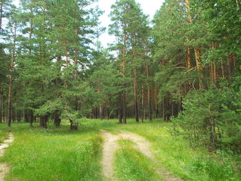 Trees in forest