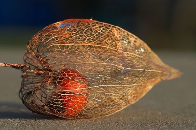 Close-up of obsolete winter cherries on road