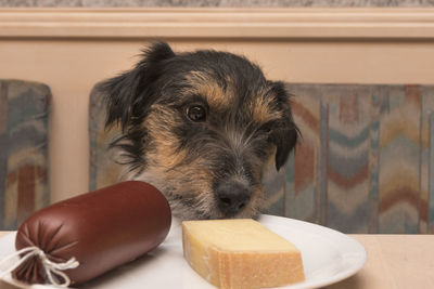 Close-up portrait of dog at home