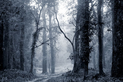 tree