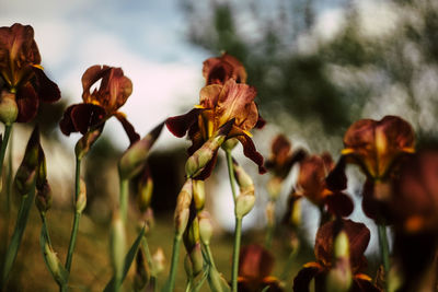 Close-up of wilted flowers on field