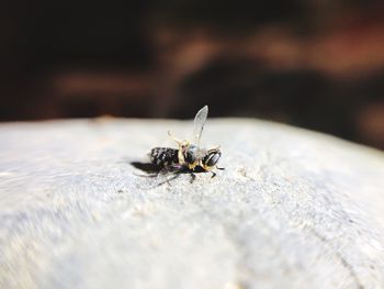 Close-up of insect on rock