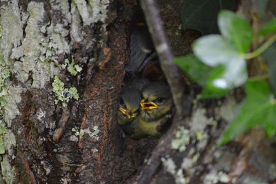 View of a bird on tree trunk