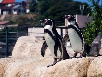 View of two humboldt penguins perching on rock