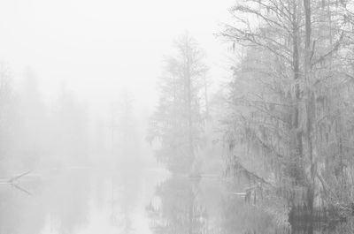 Bare trees in foggy weather