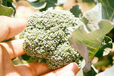 Close-up of hand holding flowers