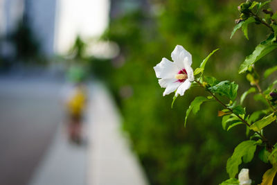 Close-up of white flowers blooming outdoors