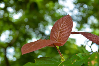 Close-up of fresh green leaves on plant