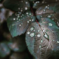 Close-up of raindrops on leaf