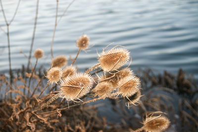 plant