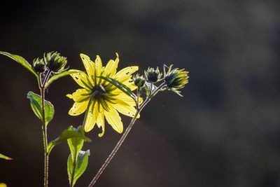 Close-up of yellow flowering plant