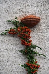 Close-up of plant