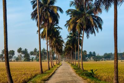 Palm trees on field against sky