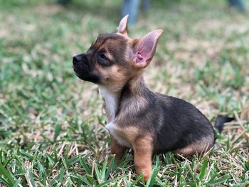 Portrait of a dog looking away on field