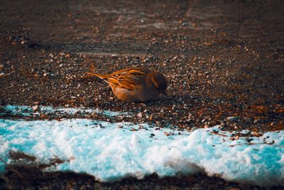 High angle view of snail on land