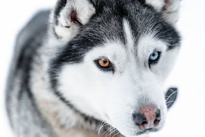 Close-up portrait of a white dog