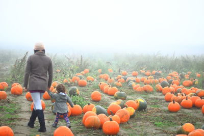 Rear view of mother and daughter walking on pumpkin field 