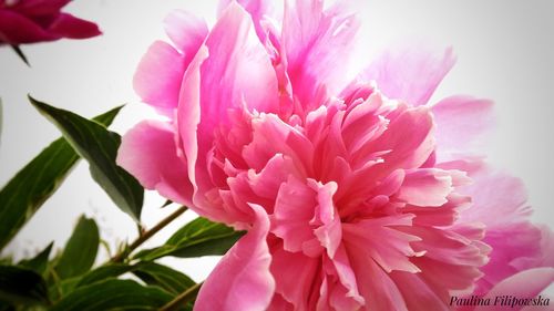 Close-up of pink flowers blooming outdoors