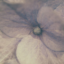 Extreme close up of flower