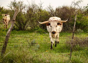 Long horn behind fence 1