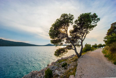 Tree by sea against sky