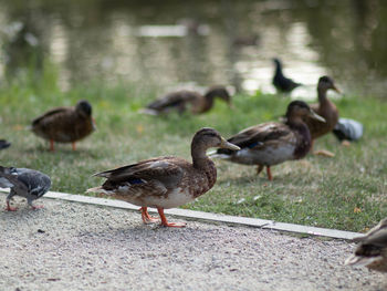 Ducks on a field