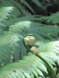 Close-up of water drops on leaf