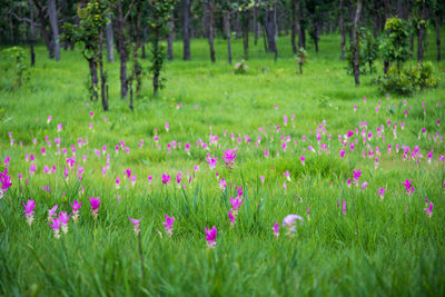 Tulips growing on field in forest