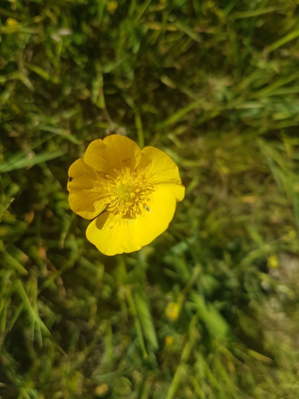 CLOSE-UP OF YELLOW FLOWERING PLANT