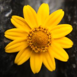 Close-up of yellow flower