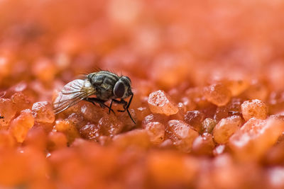 Close-up of bee pollinating