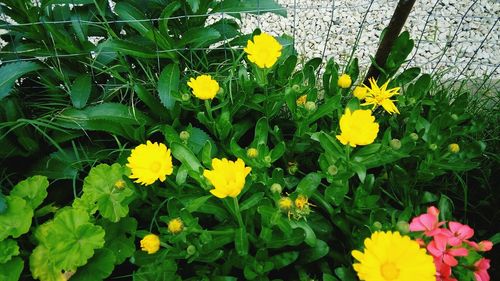 Close-up of yellow flowers blooming outdoors